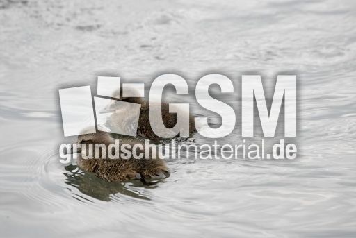 Eiderente (12 von 12).jpg